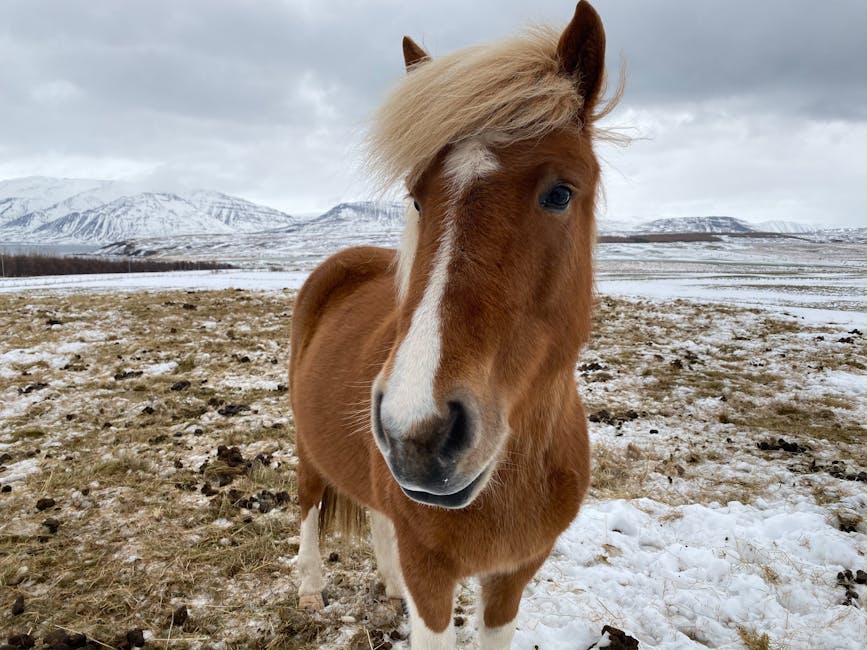 Poney de sport nord-américain