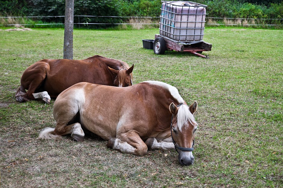 Cheval doré de la Bohême