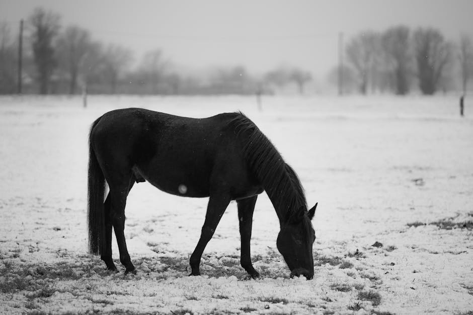 Frison oriental