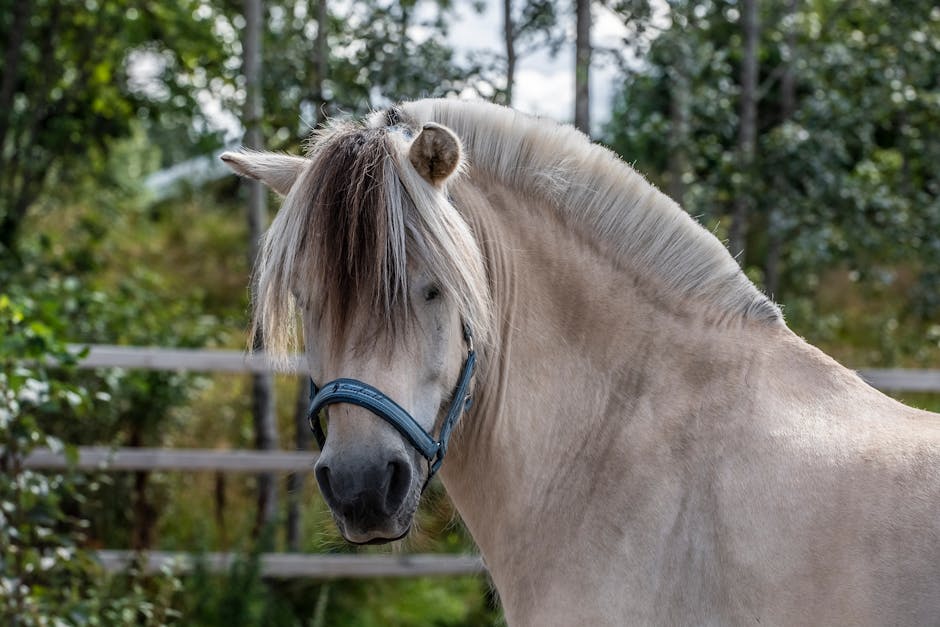 Poney sardinien