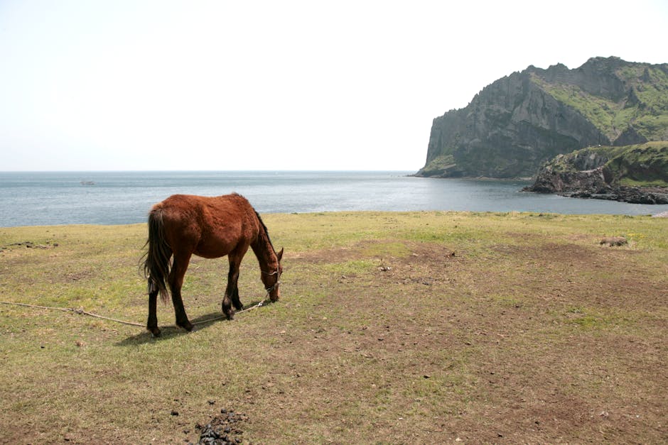 Cheval colonial espagnol