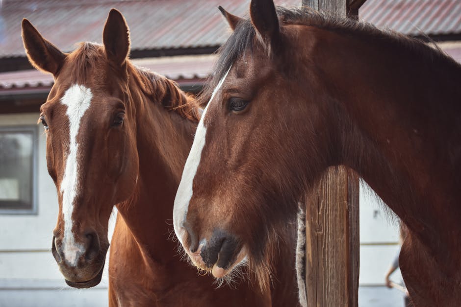 Turkestani, voir cheval en Afghanistan