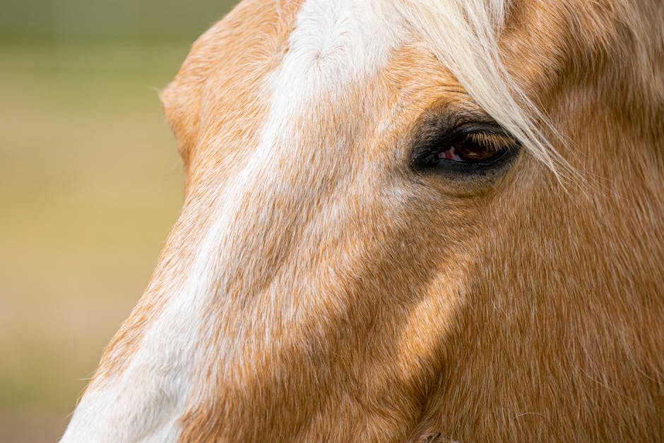 Cheval de la plantation McCurdy