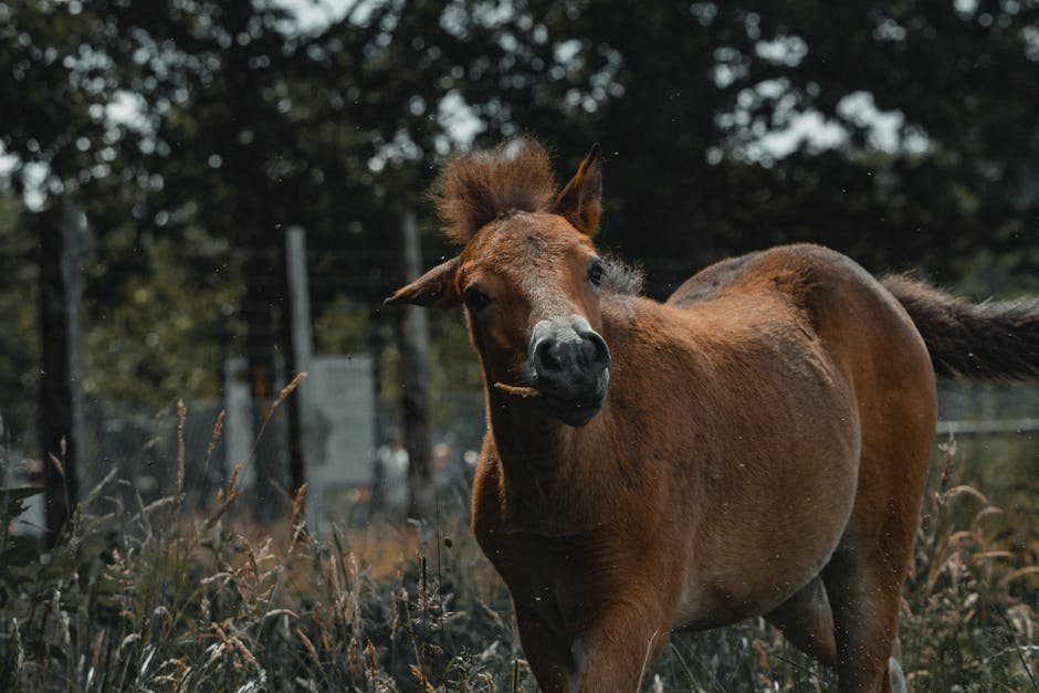 Poney du Darfour