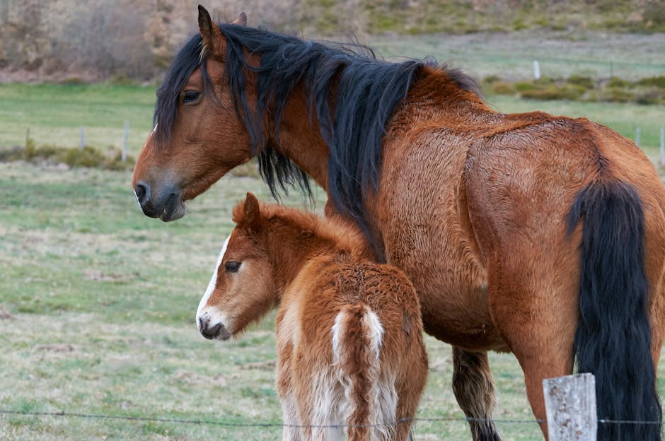 Cheval de sport brésilien