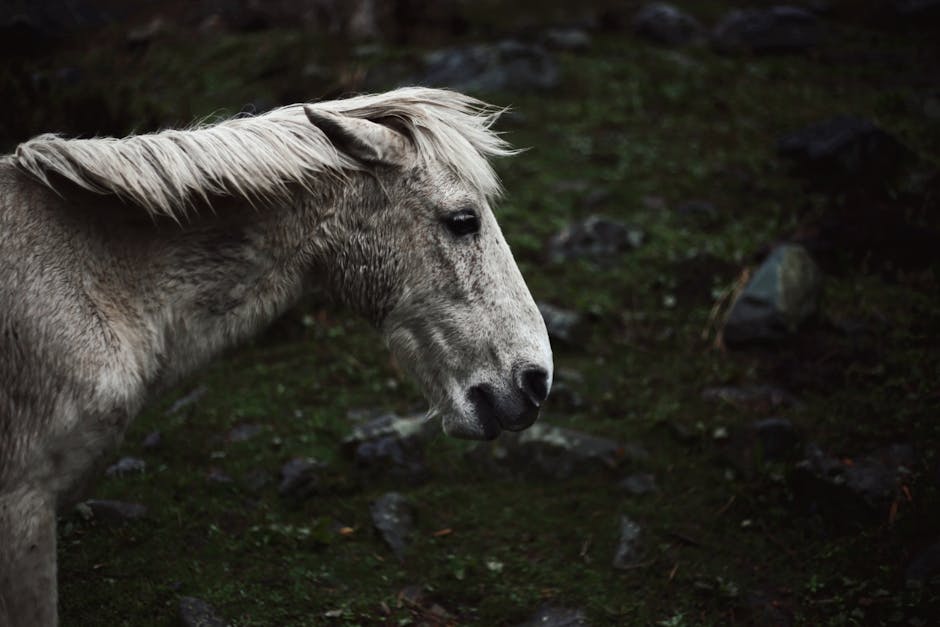 American Walking Pony