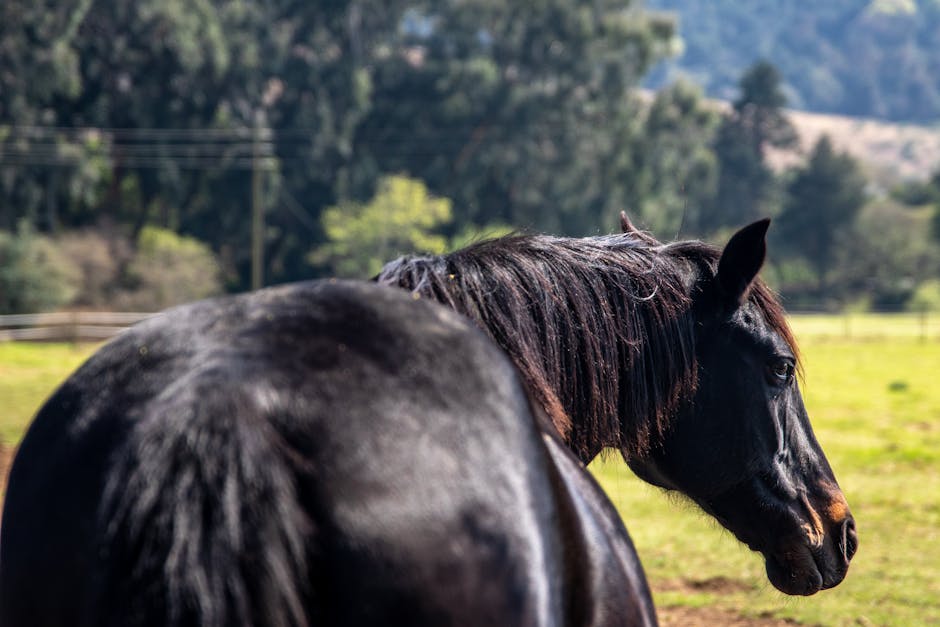 Poney des Amériques