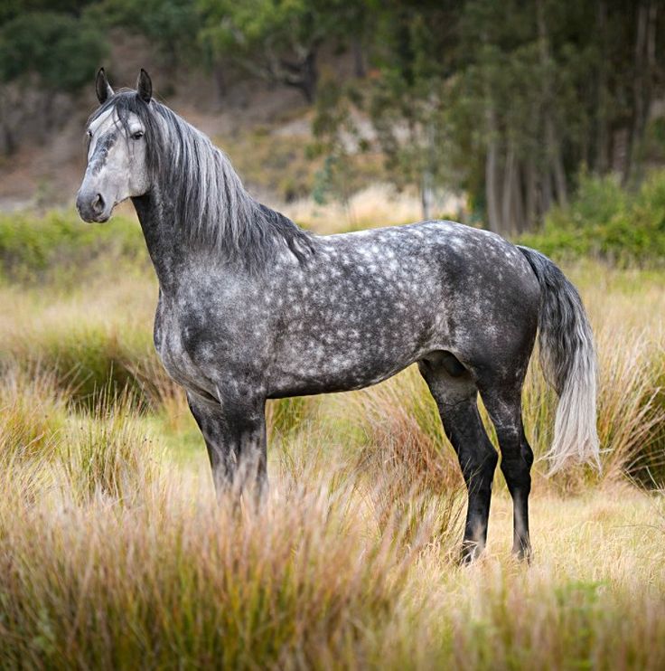 Robe Isabelle Tout Savoir Sur Cette l gante Couleur De Cheval EQUIDICO