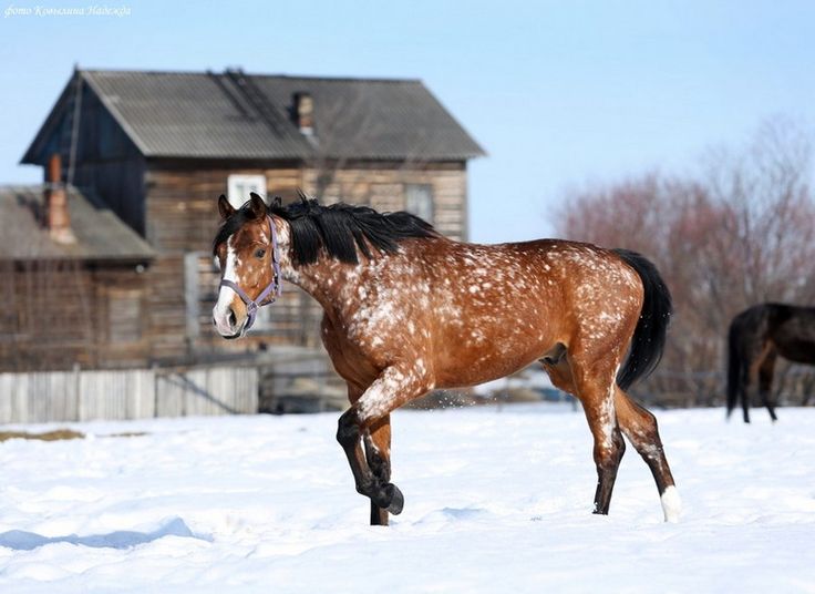 Flocon de neige