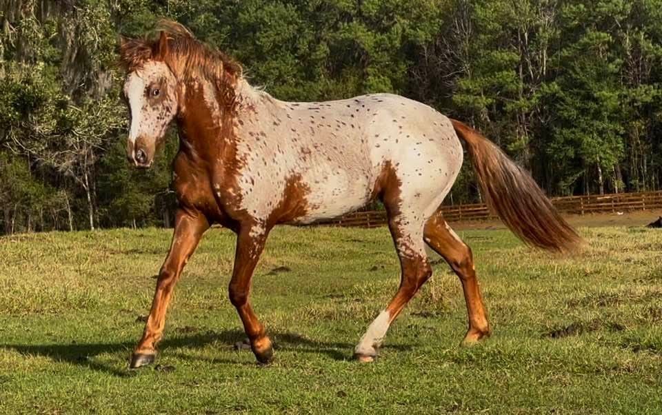 Cheval à la robe marmoré