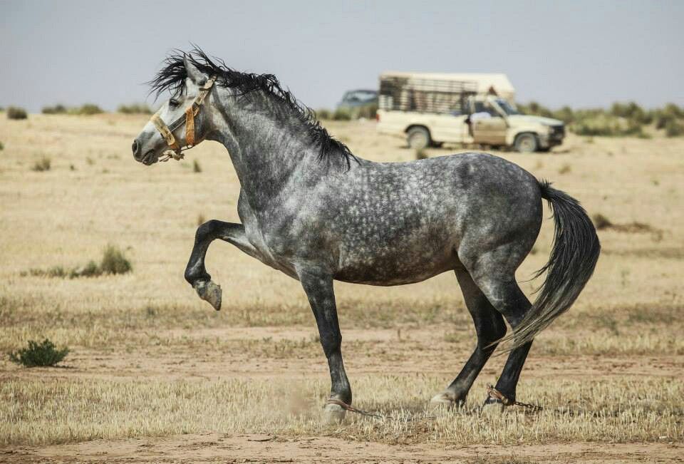 Silver dapple